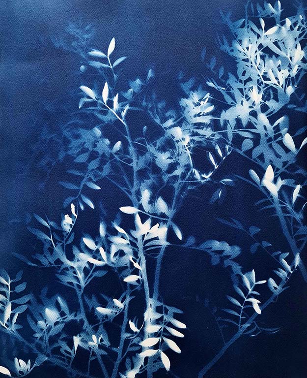 Photo Cyanotype